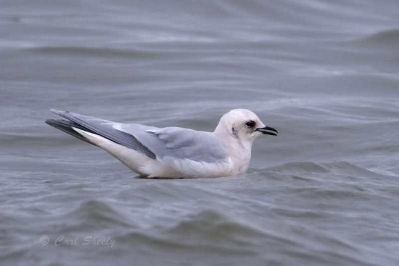 Rosss Gull 9724.tif