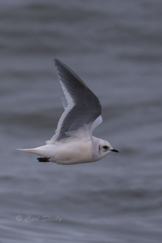 Rosss Gull 9779.tif