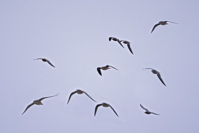 Flight of Rosss Gulls.tif
