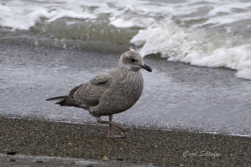 Thayers Gull  Juv.tif
