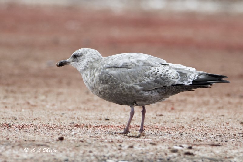 Thayers Gull-bloody ground.tif