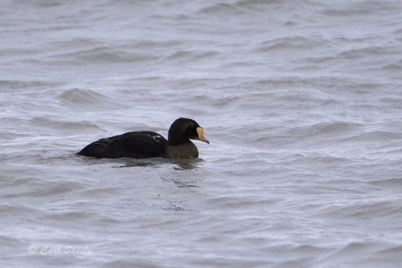 King Eider non-breeding.tif
