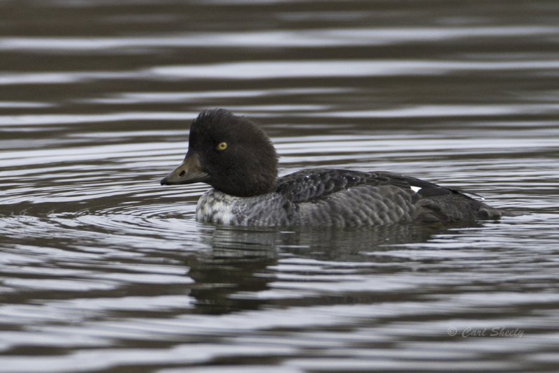 Common Goldeneye 0190.tif