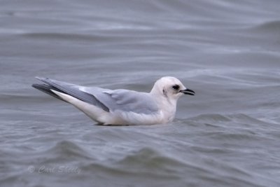 Ross's Gull 9724.tif