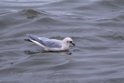 Ross's Gull feeding.tif