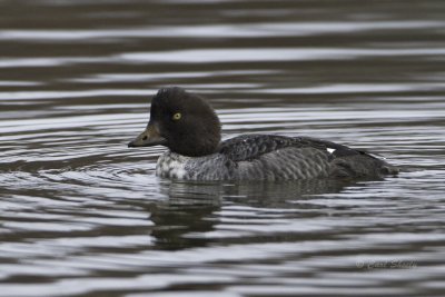 Common Goldeneye 0190.tif
