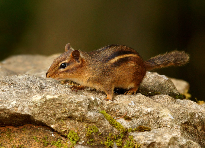 Eastern Chipmunk