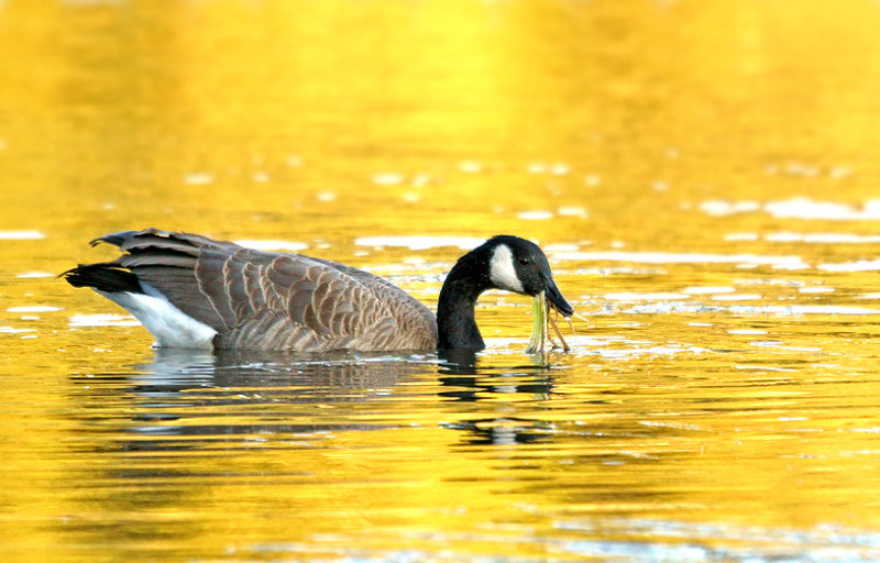 Golden Morning