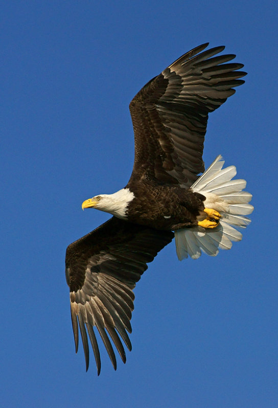 Flyover!