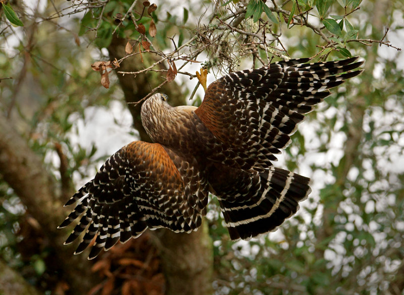 Snatching a branch