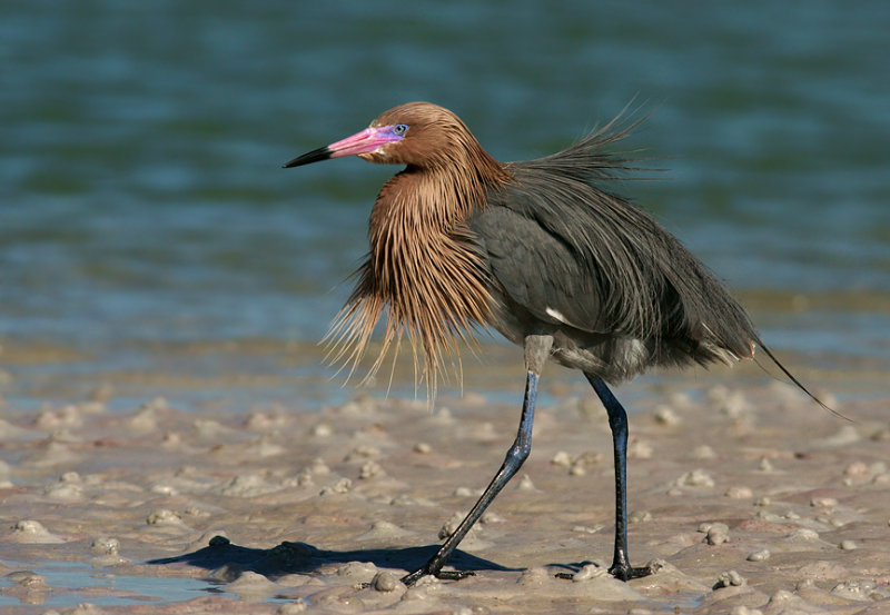 Struttin his stuff!