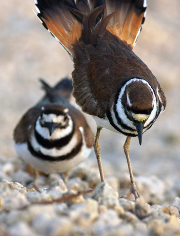 Courtship dance