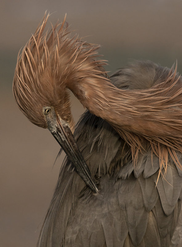 Preening