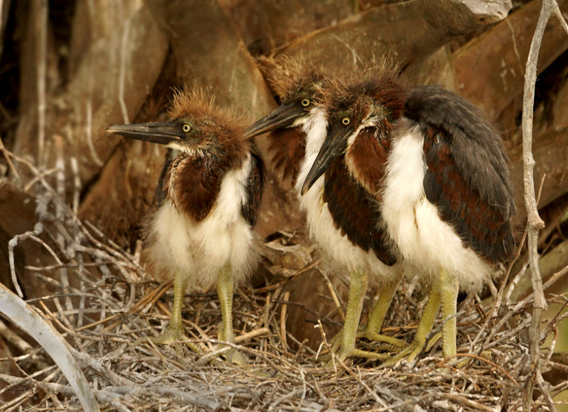 Three of a kind