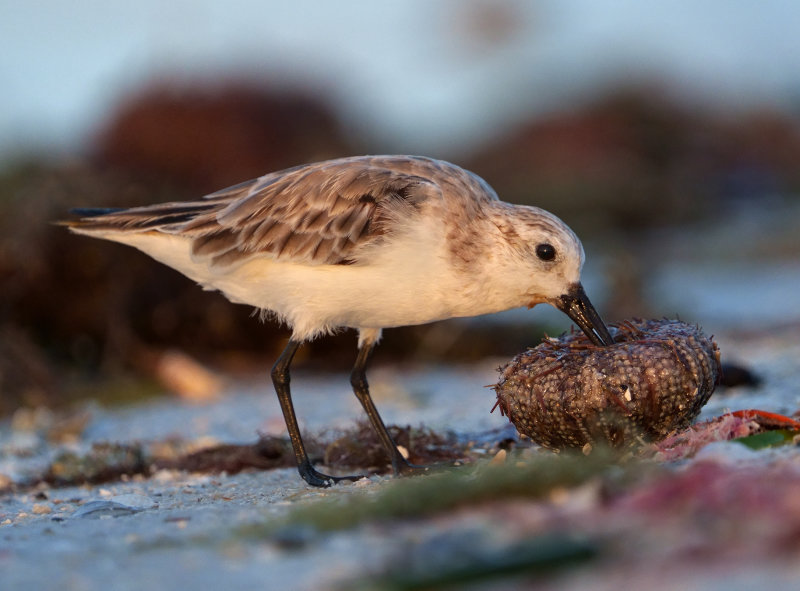 Urchin treat