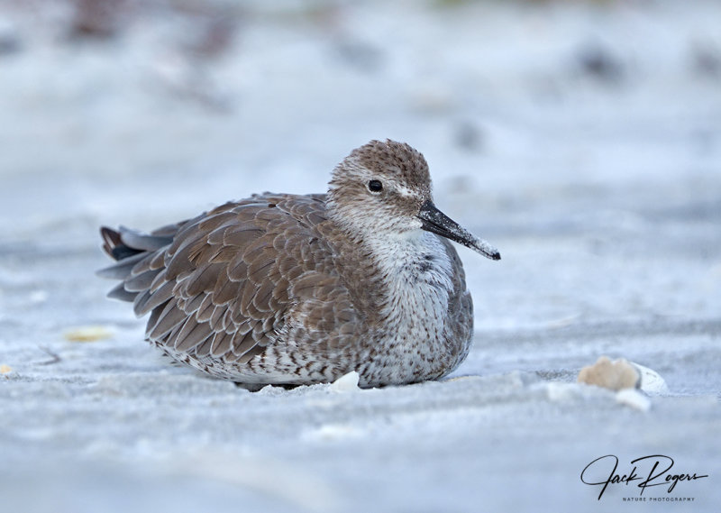 Red Knot at rest