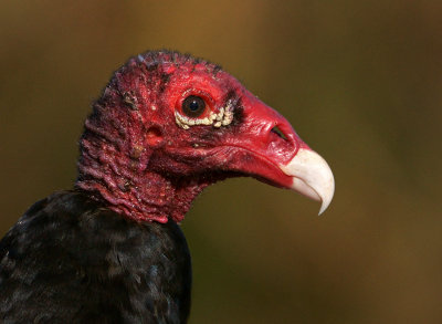 Turkey Vulture portrait