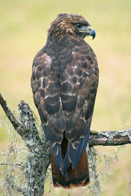 Why they are called Red-tailed Hawks