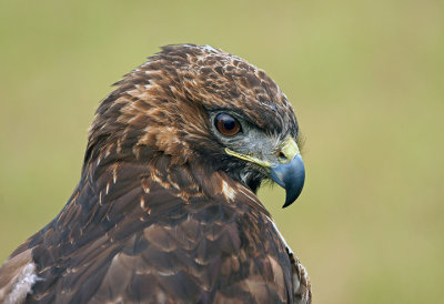 Portrait of a Red-tailed Hawk