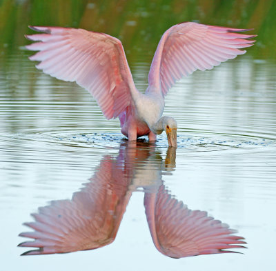 Pink angel