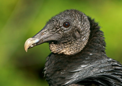 Portrait of a Black Vulture