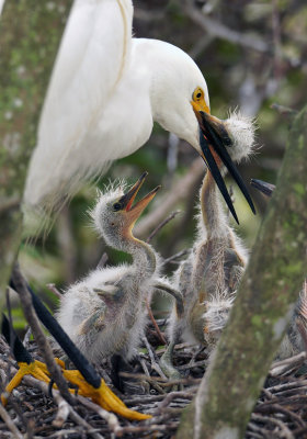 Feeding time!