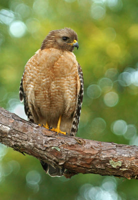 Red-shouldered Hawk