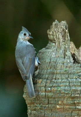 Youngster