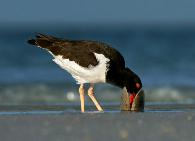 Diggin' for a clam treat