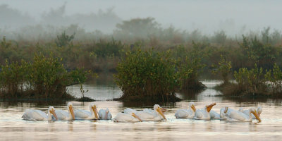 Birdscape