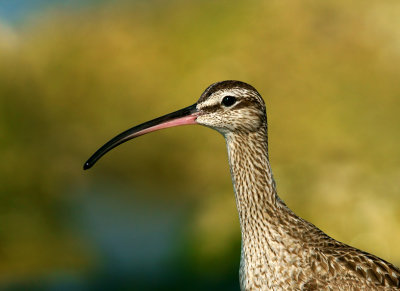 Portrait of a Whimbrel