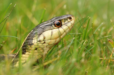 Snake in the grass!