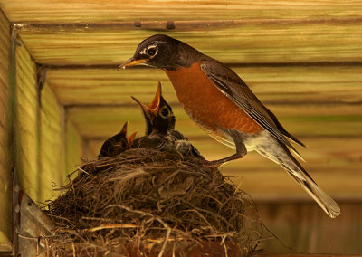 Nesting Robins