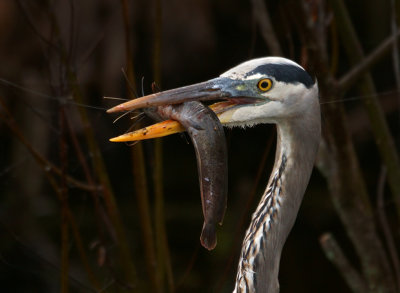 Blues like catfish!