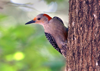 Red-bellied Woodpecker II