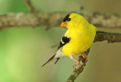 Amercian Goldfinch
