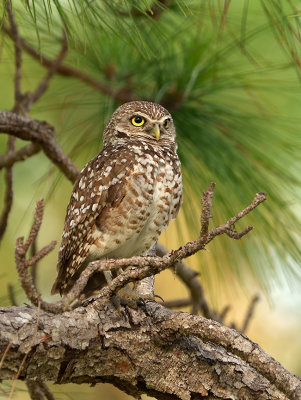 Perched in a pine tree