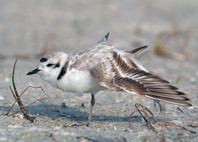 Plover yoga