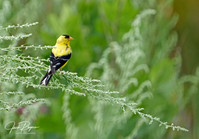 Goldfinch perched in the heather