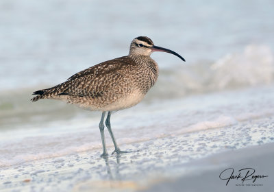 Whimbrels and Curlews