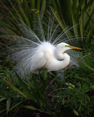 Great Egret breeding plumage