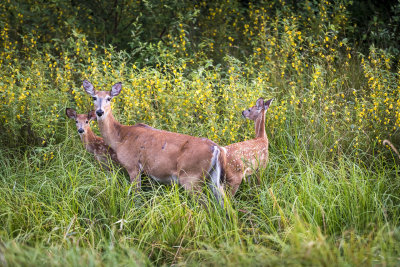 Doe with fawns