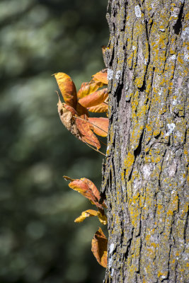 Bark and Leaves