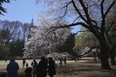 Shinjuku Gyoen National Garden 2019