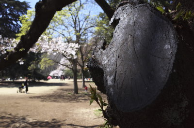 Shinjuku Gyoen National Garden 2019