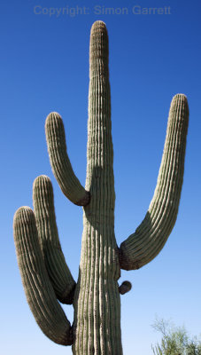 Saguaro