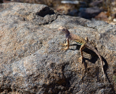 Lizard