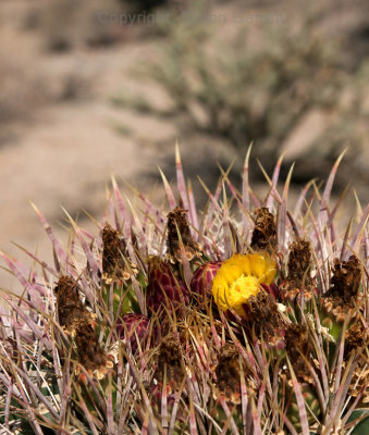 Flowering Cactus