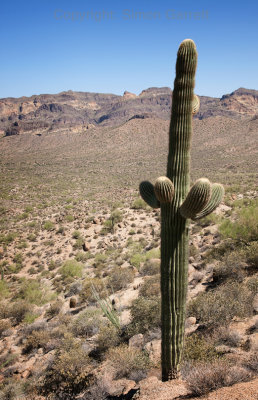 Young Saguaro