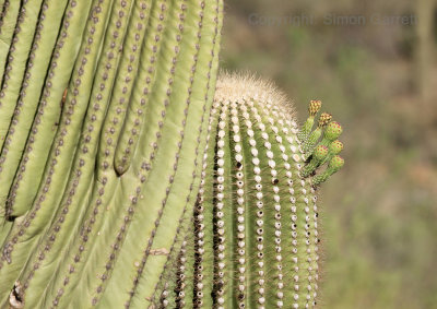 Flowering Saguaro
